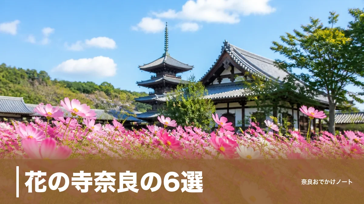花の寺奈良の6選｜コスモス15万本の般若寺から牡丹7,000株の長谷寺まで子連れ段取りのアイキャッチ画像