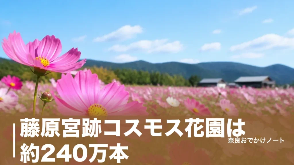 藤原宮跡コスモス花園は約240万本｜見頃と無料駐車場・マルシェの子連れ段取りのアイキャッチ画像