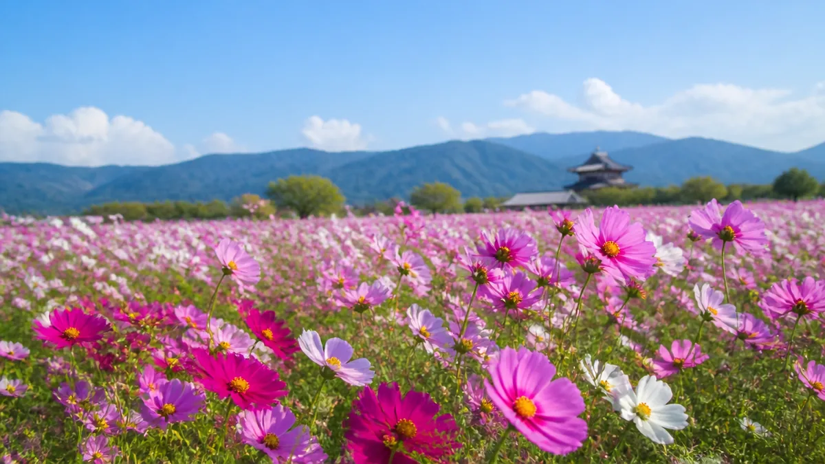 藤原宮跡コスモス花園はどんな場所?2026年秋は約240万本の花畑の解説画像